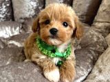Sütlü Kahve Malti̇poo Yavrulari