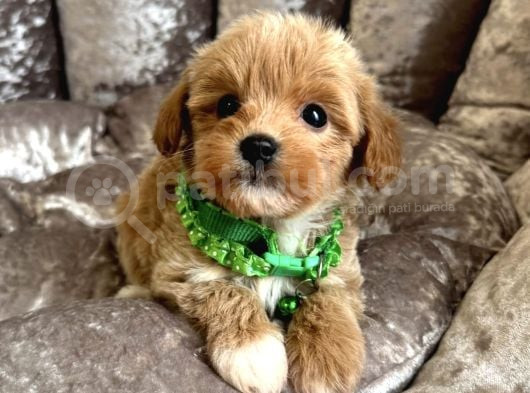 Sütlü Kahve Malti̇poo Yavrulari görsel