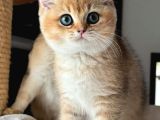 Altın Yavrumuz Golden Ny11 British Shorthair