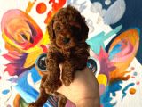 EN GÜZELİNDEN TOY POODLE BEBEK