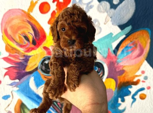 En Güzeli̇nden Toy Poodle Bebek