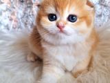 top Kafa Golden NY12 Scottish Fold Shorthair