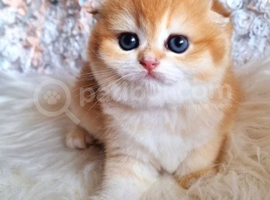Top Kafa Golden Ny12 Scottish Fold Shorthair