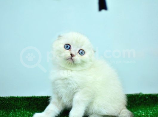 Bem Beyaz NS 11 33 Scottish Fold