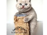 Oyuncu Lilac British Shorthair