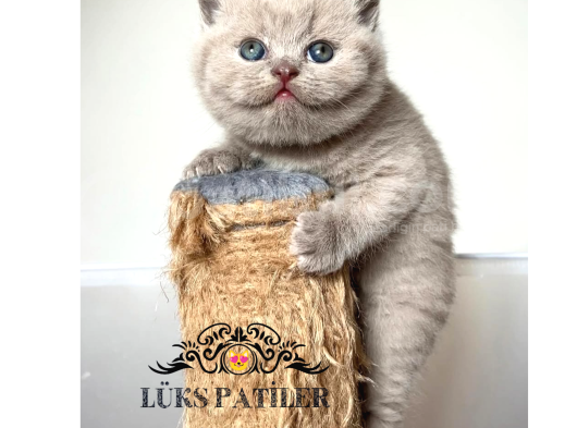 Oyuncu Lilac British Shorthair