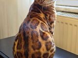 Safkan Bengal Brown erkek