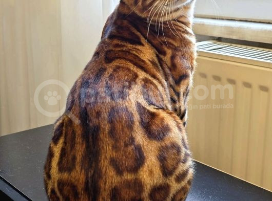Safkan Bengal Brown Erkek