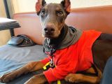 4 Aylik Doberman Diş Yavrum Ve Büyük Köpek Kafesi