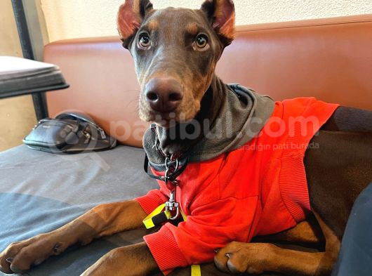 4 Aylik Doberman Diş Yavrum Ve Büyük Köpek Kafesi görsel