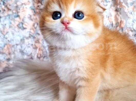 Top Kafa Golden Ny12 Scottish Fold Shorthair görsel