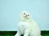 Bem Beyaz Ns 11 33 Scottish Fold