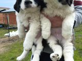 Safkan st bernard yavrular