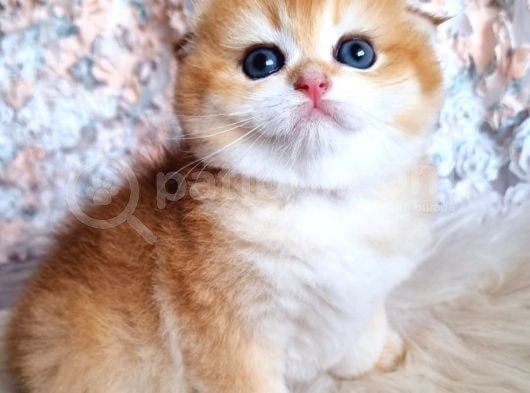 Top Kafa Golden Ny12 Scottish Fold Shorthair görsel