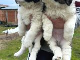 Safkan St Bernard Yavrular