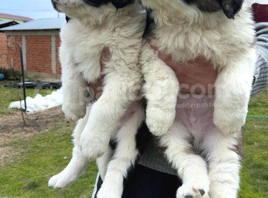 Safkan St Bernard Yavrular görsel