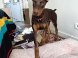 4 Aylik Doberman Diş Yavrum Ve Büyük Köpek Kafesi