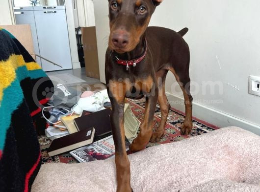 4 Aylik Doberman Diş Yavrum Ve Büyük Köpek Kafesi görsel