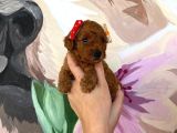 Sağlık Ve Irk Garantili Toy Poodle