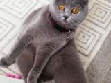 Scottish Fold kızımıza DAMAT arıyoruz şu an kızanda
