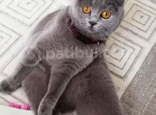 Scottish Fold Kızımıza Damat Arıyoruz Şu An Kızanda