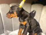 A kalite king estetikli Doberman bebekler