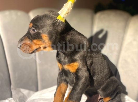 A Kalite King Estetikli Doberman Bebekler