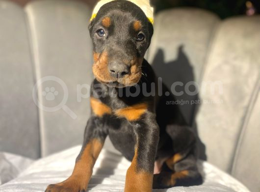 A Kalite King Estetikli Doberman Bebekler görsel
