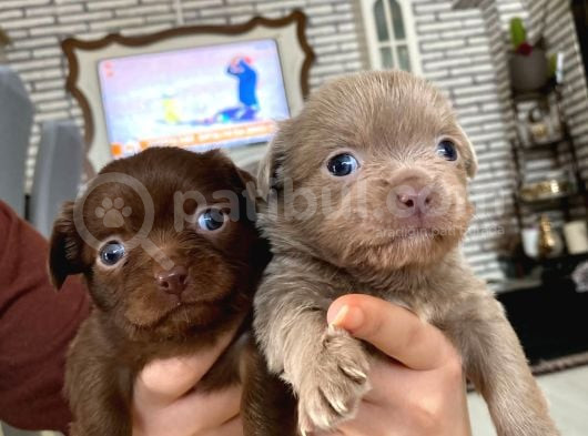 Safkan Chihuahua görsel