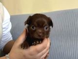 Safkan Chihuahua