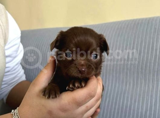 Safkan Chihuahua