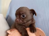 Safkan Chihuahua