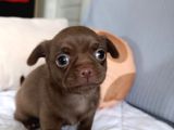 Safkan Chihuahua