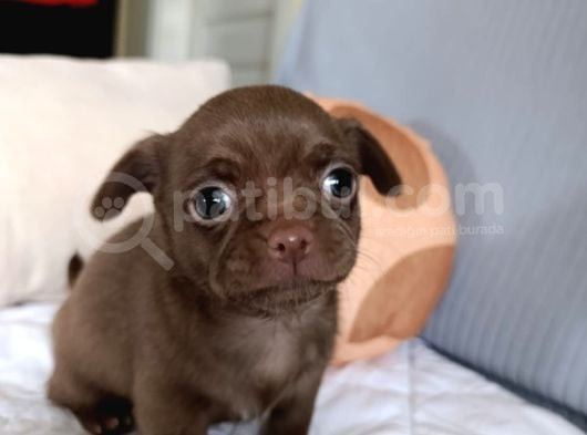 Safkan Chihuahua görsel