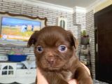 Safkan Chihuahua