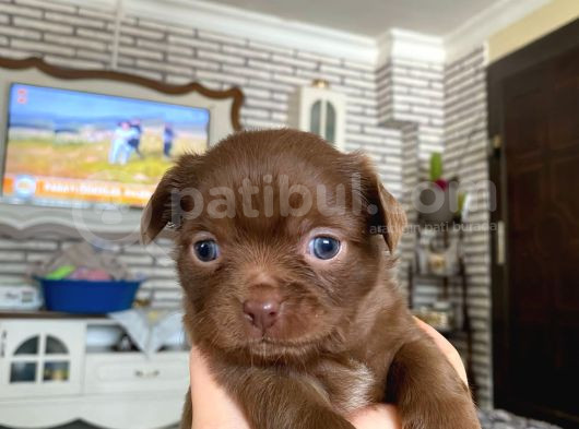 Safkan Chihuahua görsel