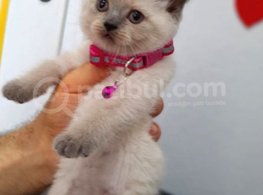 Bal Kizim Tesli̇me Hazir görsel