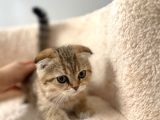 Güzeller Güzeli Scottish Fold Yavrularımız