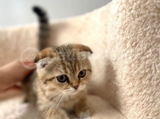 Güzeller Güzeli Scottish Fold Yavrularımız görsel