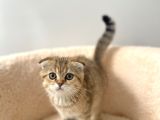 Güzeller Güzeli Scottish Fold Yavrularımız