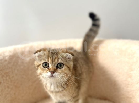 Güzeller Güzeli Scottish Fold Yavrularımız görsel