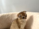 Güzeller Güzeli Scottish Fold Yavrularımız