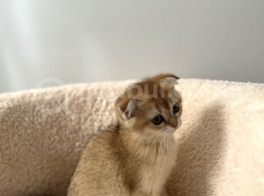 Güzeller Güzeli Scottish Fold Yavrularımız görsel