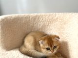 Güzeller güzeli Scottish Fold Yavrularımız