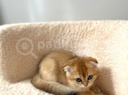 Güzeller Güzeli Scottish Fold Yavrularımız