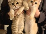 Güzeller Güzeli Scottish Fold Yavrularımız