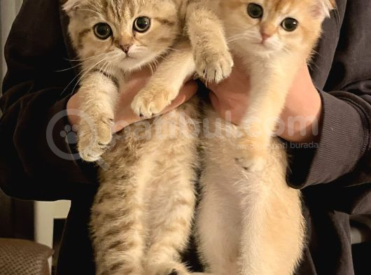 Güzeller Güzeli Scottish Fold Yavrularımız görsel