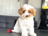 TÜRKİYEDE TEK PARTY COLOUR ÖZEL RENK POODLE BEBEKLER TOY