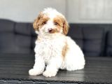 Türki̇yede Tek Party Colour Özel Renk Poodle Bebekler Toy