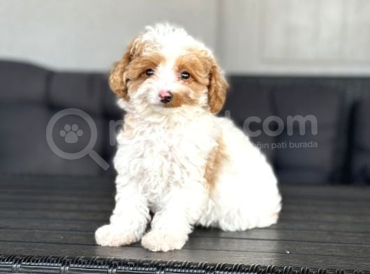 Türki̇yede Tek Party Colour Özel Renk Poodle Bebekler Toy görsel